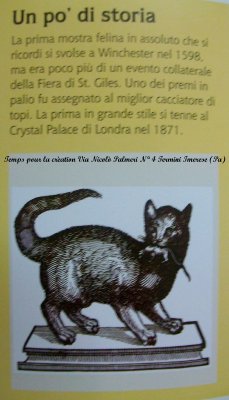 paragrafo sulla storia dei gatti