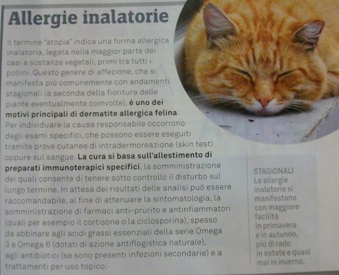 articolo sulle allergie inalatorie del gatto