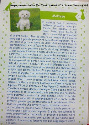 articolo sul maltese (razza canina)