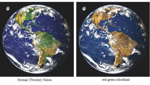 Comparazione tra visione umana e quella felina del pianeta Terra