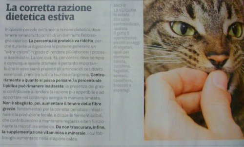 articolo sulla corretta razione dietetica estiva del gatto