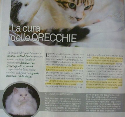 articolo sulla cura delle orecchie del gatto