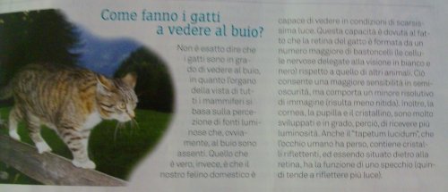 articolo su come i gatti vedono al buio