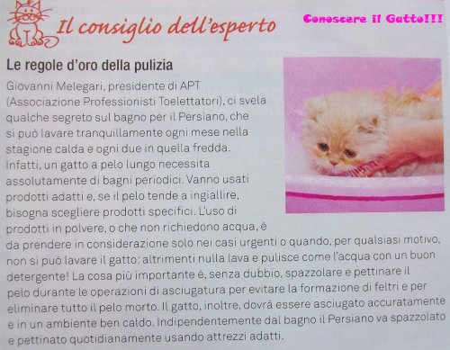 articolo sulla pulizia del gatto