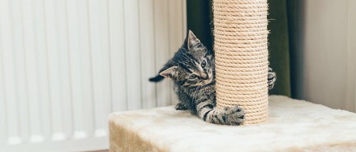 gattino che graffia il palo della sua cuccia