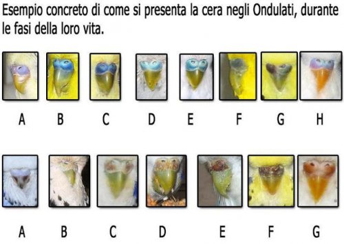 il becco del pappagallo nel corso del tempo