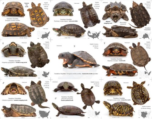 tipi di tartarughe