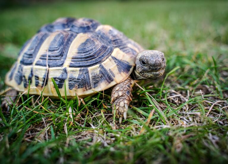 tortoise, greek tortoise, reptile-3691200.jpg