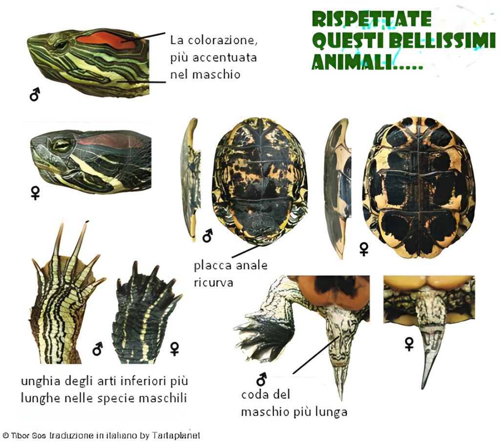 dimorfismo sessuale delle tartarughe